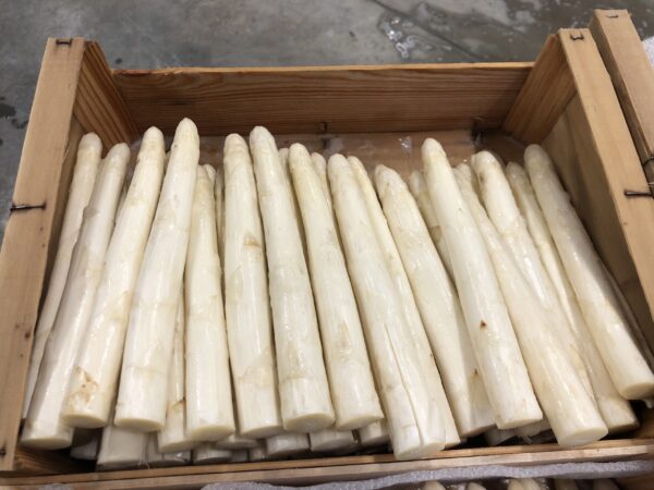 Asperge Blanche Cat 1 Calibre 22/32 (5Kg)