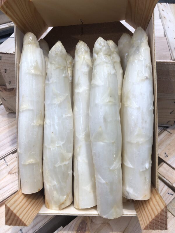 Asperge Blanche Exception Calibre 42+ (2kg)
