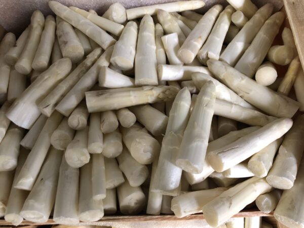 Asperge Blanche Cat 1 Pointe (1Kg)