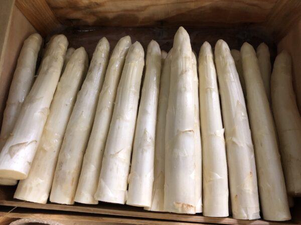 Asperge Blanche Cat 1 Calibre 32/+ (5kg)